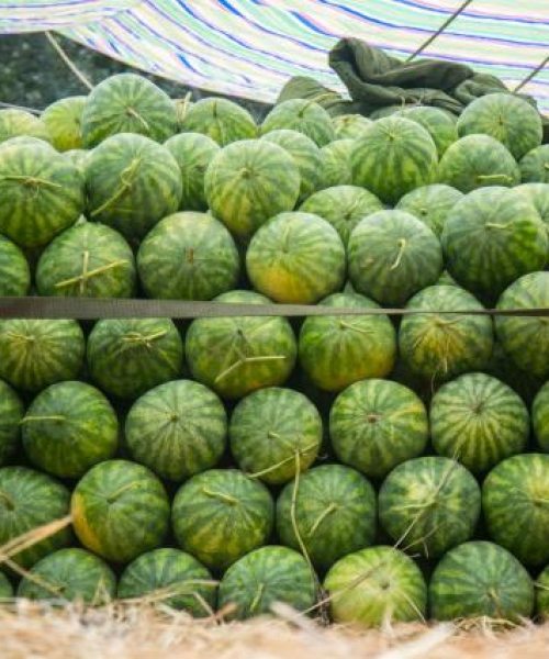 澳门今晚必开1肖｜最新核心解答落实