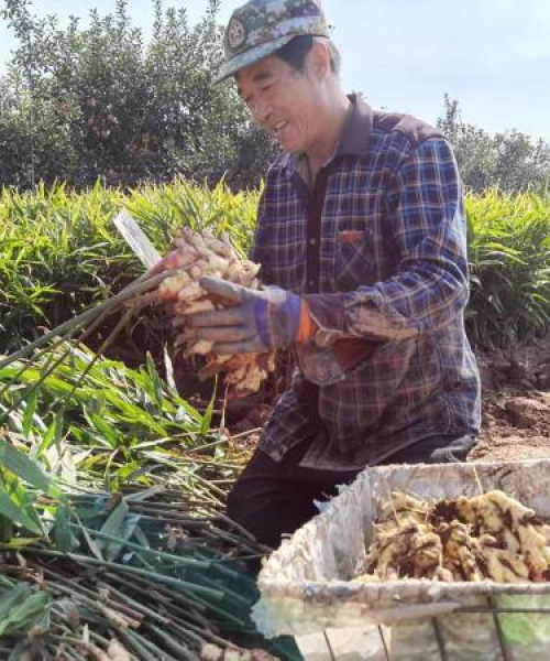 鲜姜今日行情最新消息