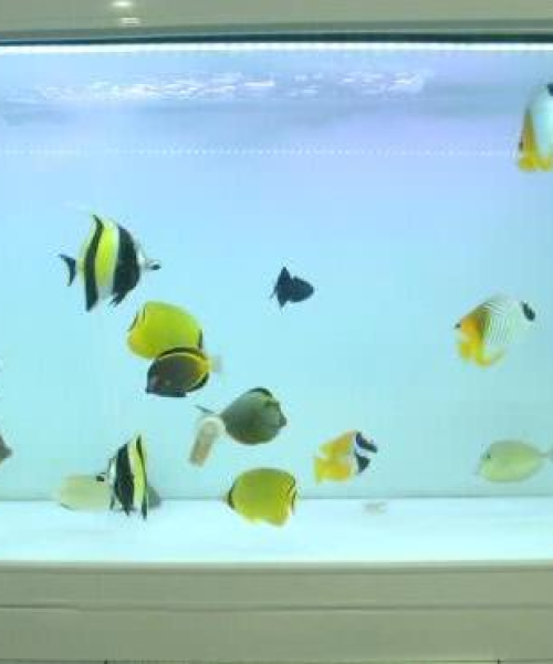 海水养鱼公司排名