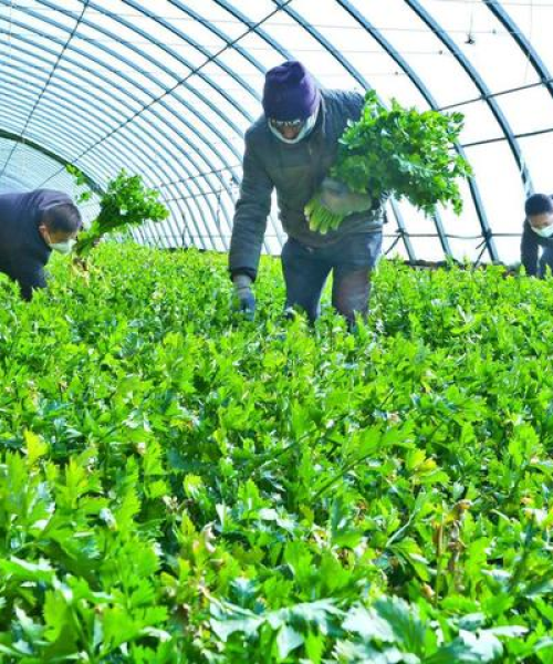 张掖今日洋葱最新价格及分析
