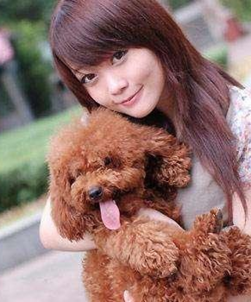 中国犬智商排名揭秘，犬界精英的荣耀榜单