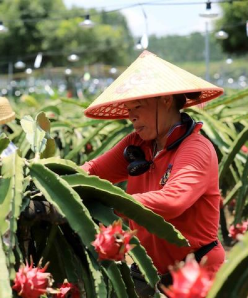 别出新意