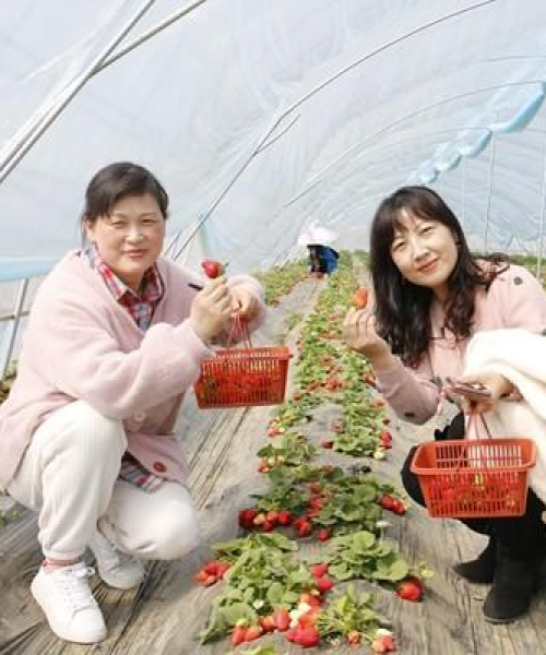 许昌草莓价格今日最新动态