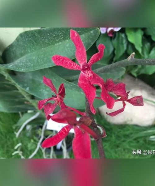 今日火焰兰价格最新行情
